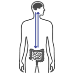 Human body silhouette with digestive system highlighted