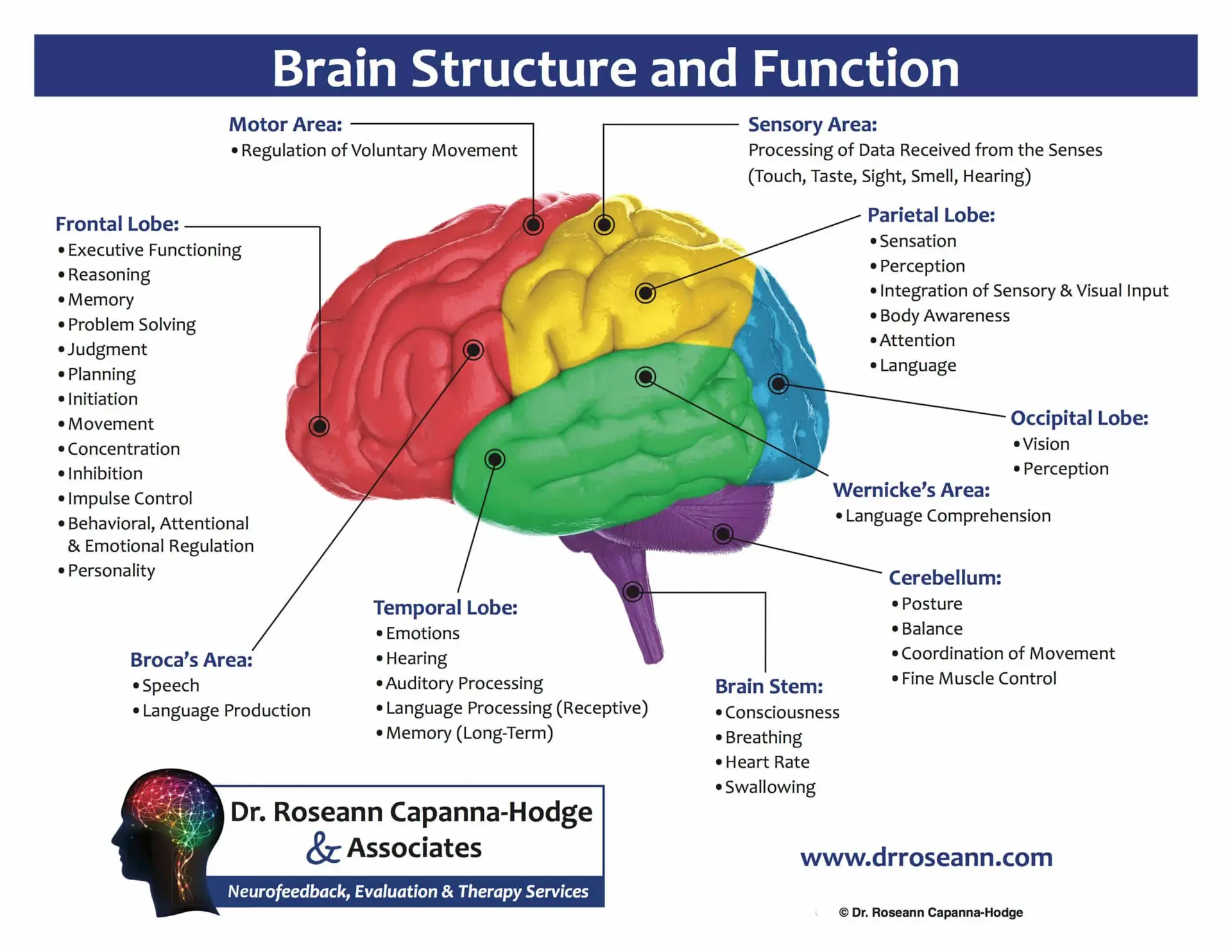 Brain Structure and Function diagram with colored lobes and labels